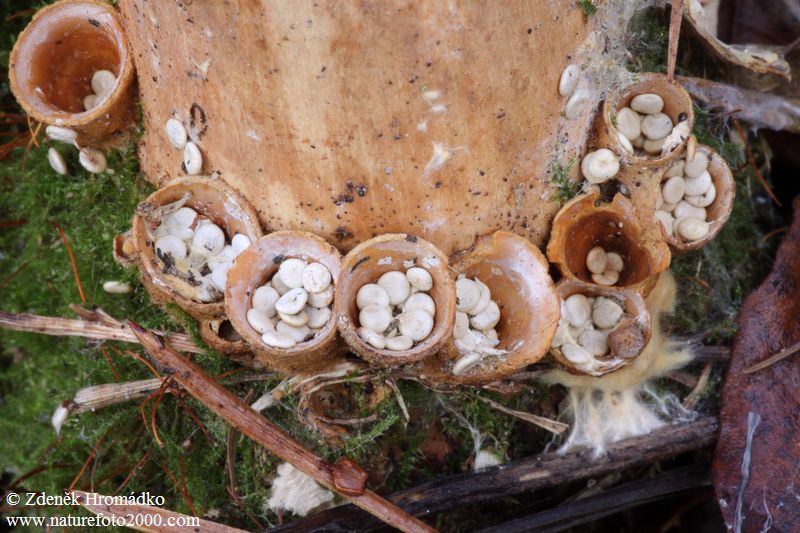 pohárovka obecná, Crucibulum laeve (Houby, Fungi)